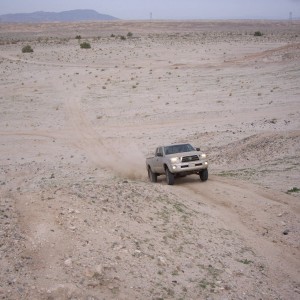 Ocotillo