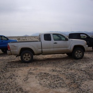 Ocotillo