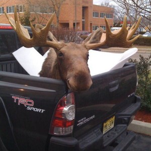 Moose Head