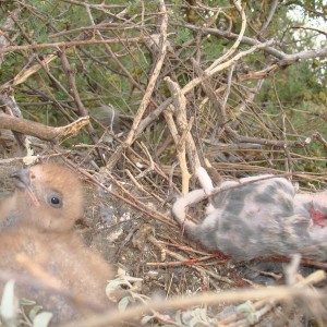 Harris' Hawk Chick