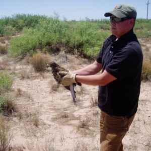 Release of a Harris' Hawk