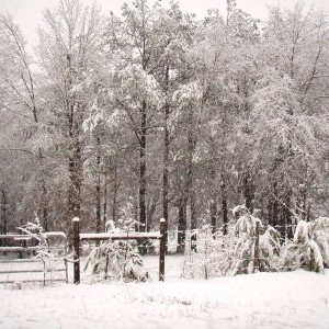 Snow 3-1-09