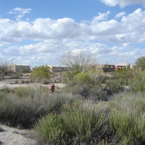 Arizona Mystery Compound Search