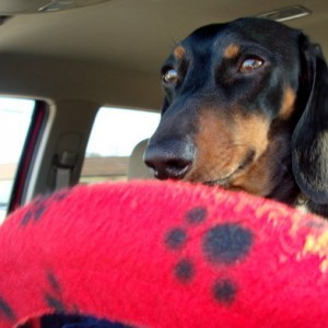 Dacshund Driver