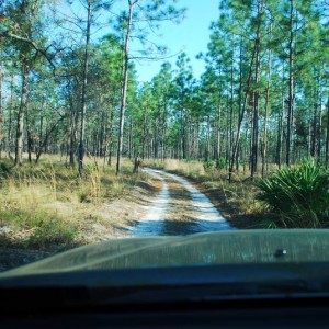 Jennings State forest