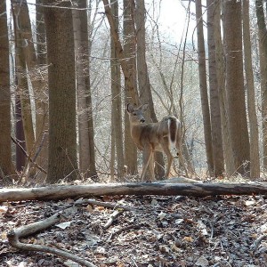 Deer at Valley Forge