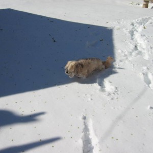 March 2009 Blizzard Amarillo Texas