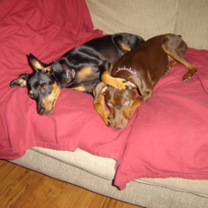 2 pups pooped