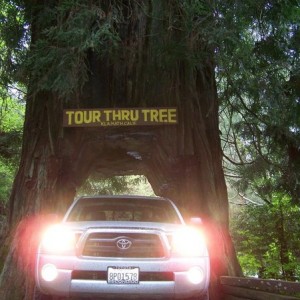 I drove through a tree!
