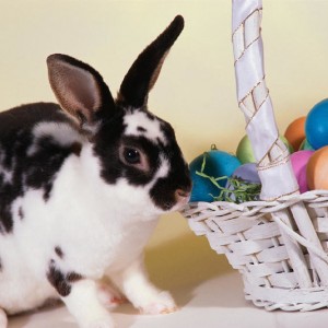 Printmaster_Easter_Bunny