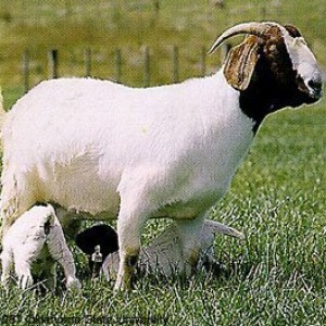 BOER2