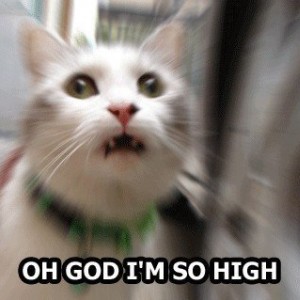 Kitty-high