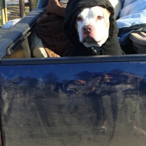 Tank In The Taco