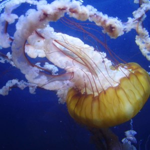 Jelly fish