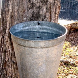 Maple Sap 2009