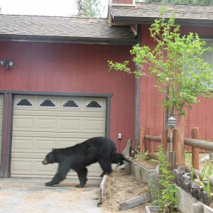 Black bear in Tahoe