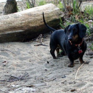 Wet Doxie