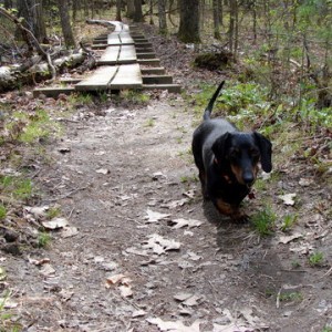 Ledge Trail Niquette Bay State Park