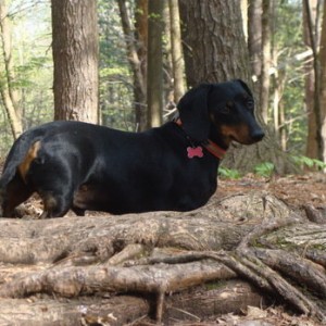 On the trail