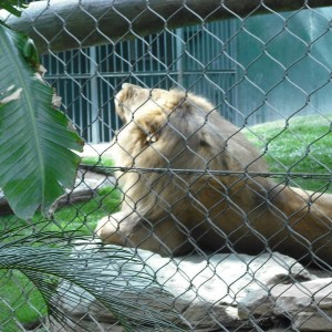 saw_016