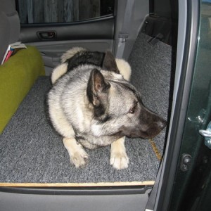 Dog Platform