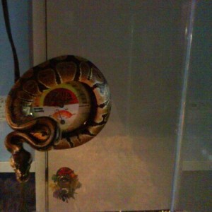 Stockholm the python. :D