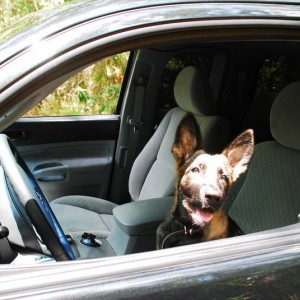new pup in the driver seat!