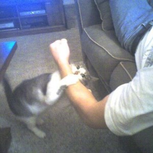 Kitty attacking mjp2