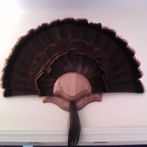 My tail