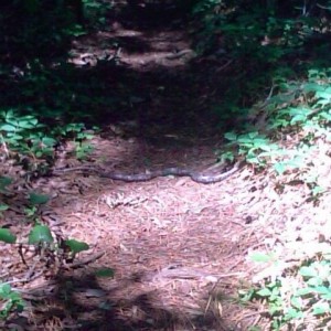 Snake on the bike trail.
