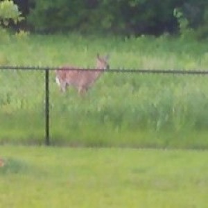 Deer in my backyard this morning