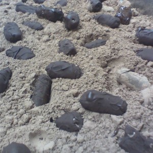 pastry chef making truffles at work... i think it looks like a litter box