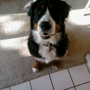 okay.. Wanted to test this out! Heres my dog.. Haha