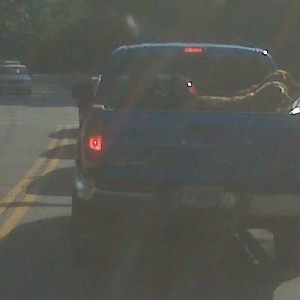 Behind this tacoma on my way to work. He had the enkie wheels like mine.