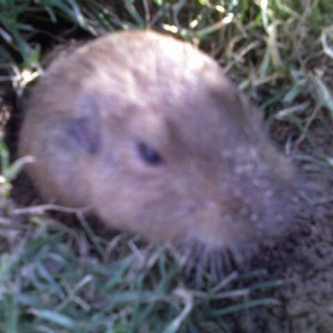 A gopher at a job site today