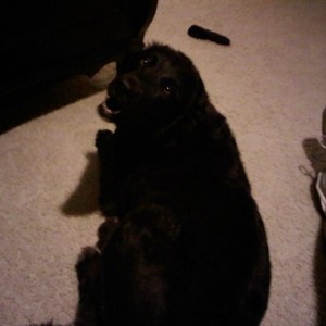 My 7 year old puppy