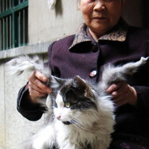 cat with wings...