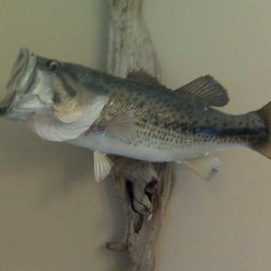 8LB Largemouth I caught several years back.