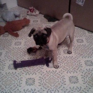 has all those toys to play with and all he likes to do is chew on my chair 