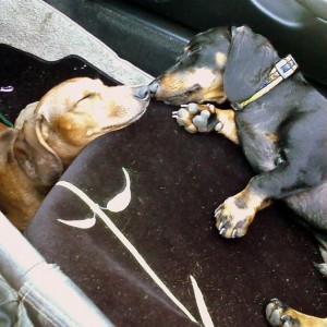 Tired puppies