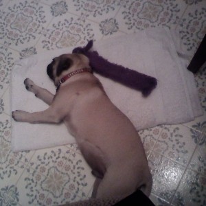 and now back to what he does best ....sleeping