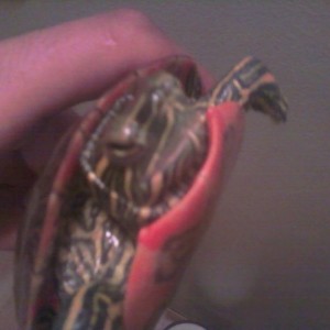 My turtle