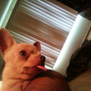 One of my spoiled dogs...
