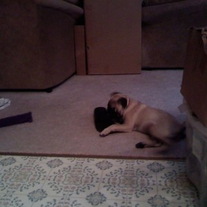 dog has a death wish look at the toys 3 feet away ...gah