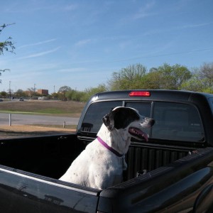 My Crazy Mutt
