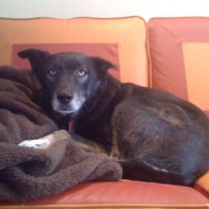 Gozar's dogs