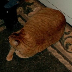 Fat cat (aka Norman)