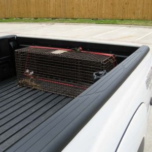 im going to catch that GD cat once and for ALL!!!