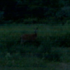 Doe, doe, a female deer