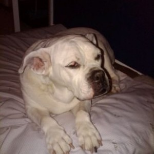 Luna is a bit groggy this morning. No flying